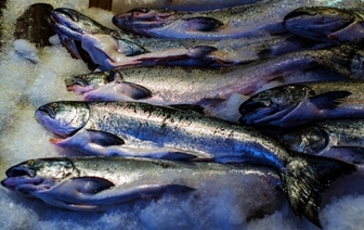 Почему в белорусских магазинах начала пропадать замороженная и охлажденная рыба? В «Виталюре» объяснили