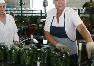 Глядзіце, як на Ляхавіцкім кансервавым заводзе закручваюць маласольныя агуркі