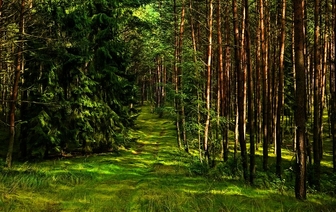 В Барановичском районе сняли запрет на посещение лесов