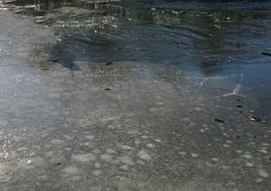 Районы Брестской области вводят запреты выхода на лед