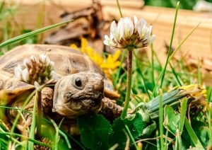 Экзотическая жизнь: белорусы рассказали, сколько стоит содержание необычных питомцев