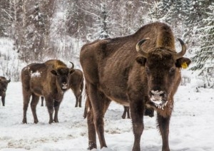 Где в Беларуси живет одна из самых больших популяций зубров, и какое лакомство любят животные