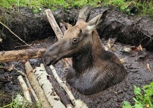 Спасатели пришли на помощь лосенку, который провалился в мелиоративный канал