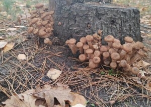 В Беловежской пуще показали, какие грибы можно найти в ноябре