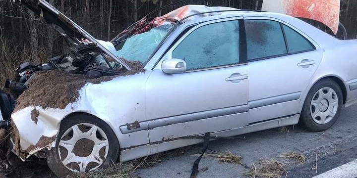 Страшная авария на М1: Mercedes сбил лося - пострадали два человека   