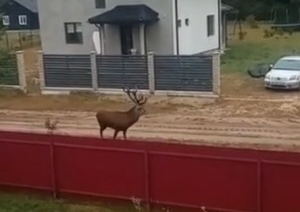 Житель Гомеля снял видео с гуляющим по частному сектору оленем и взорвал сеть «зловещим закадровым голосом»