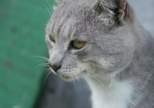 Один из банков Беларуси начал страховать домашних питомцев — какие условия и цена