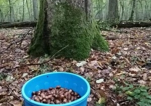 В Беловежской пуще прошел сбор желудей скального дуба