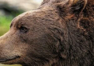 В Березовском районе ходят слухи, что медведь напал на человека