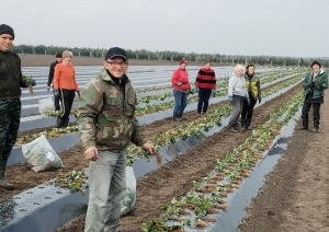 В Пинском районе закладывают клубничную плантацию