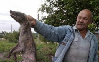 Чупакабра появилась в Беларуси? Житель Лепельского района поймал животное неизвестного происхождения