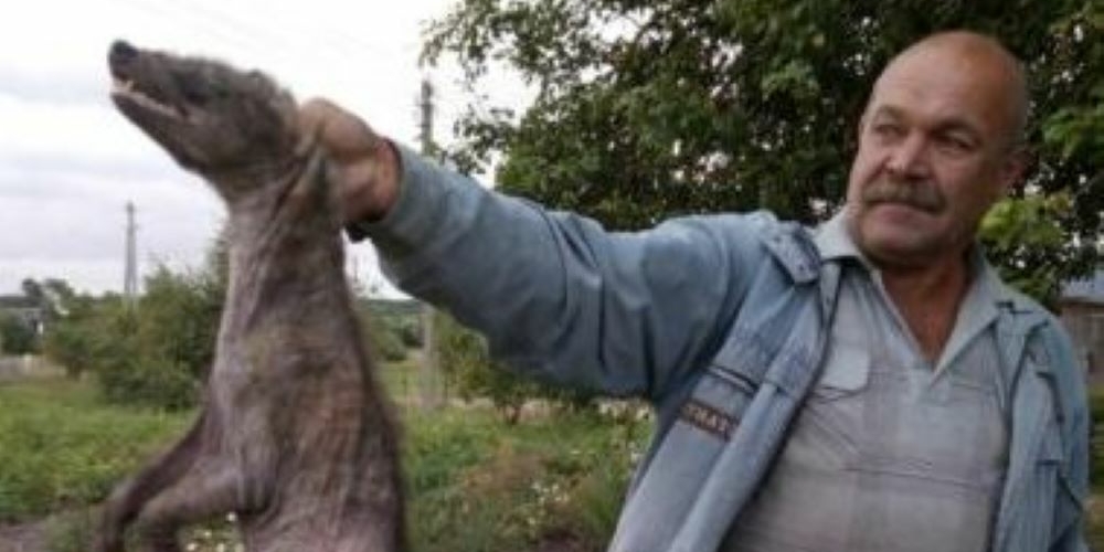 Чупакабра появилась в Беларуси? Житель Лепельского района поймал животное неизвестного происхождения