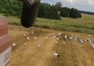 «Я столько аистов в жизни не видела!» или Добрый знак на уборочной в Барановичском районе