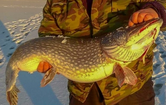 Посмотрите какую щуку-гиганта рыбаки поймали на Чигиринском водохранилище 