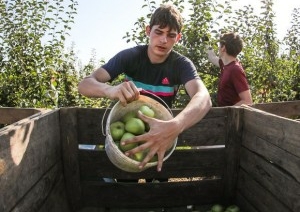 Возможность продлить лето и заработать. Студенты убирают урожай яблок в хозяйстве Брестского района