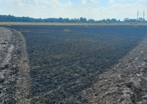 В Дрогичинском районе спасены 60 га посевов озимой пшеницы