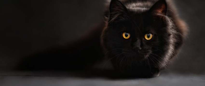 Кошки умеют извиняться? Оказывается, да. Вот их 5 способов