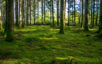 В Барановичском районе сняли запрет на посещение лесов