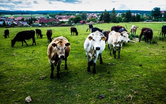 В Браславском районе коровы насмерть затоптали пастуха