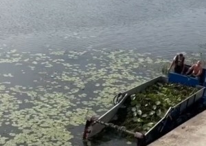 Комбайном — да по воде! Как наши реки чистят от зарослей кувшинок и водорослей