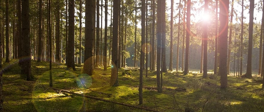 В Барановичском районе из-за высокого уровня пожарной опасности введен запрет на посещение лесов