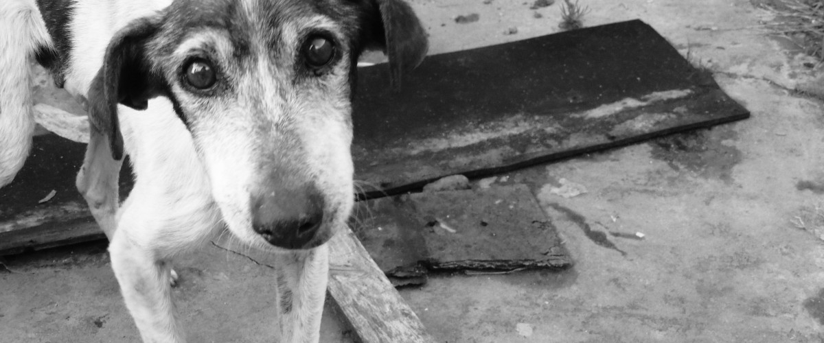 В Бобруйске бешенством от бездомной собаки заразились 14 человек, включая двоих детей
