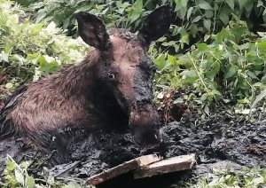 В Брестской области лось увяз в болотистой местности