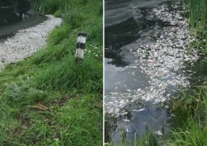 В белорусском озере массово гибнет рыба, местные винят спиртзавод по соседству. А что говорят на производстве?