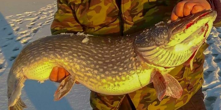 Посмотрите какую щуку-гиганта рыбаки поймали на Чигиринском водохранилище 