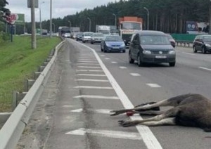 ГАИ назвала причины выхода диких животных на автодороги