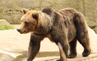 Бурого медведя заметили в лесу под Минском