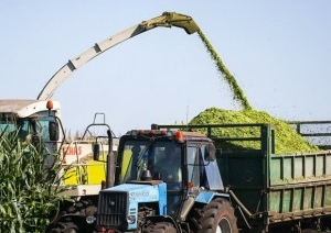 В Малоритском районе довольны урожаем кукурузы