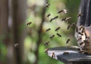 В Беловежской пуще хотят возродить древнейший вид пчеловодства. Он занесен в список наследия ЮНЕСКО