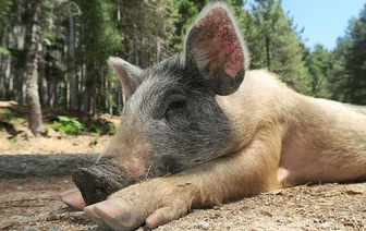 В двух деревнях под Барановичами из-за африканской чумы запретили держать свиней 