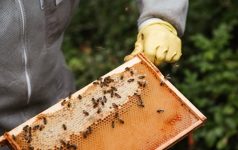 Дикий мед собираются добывать в Беловежской пуще