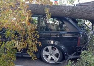 В МЧС рассказали о последствиях сильного ветра в Беларуси