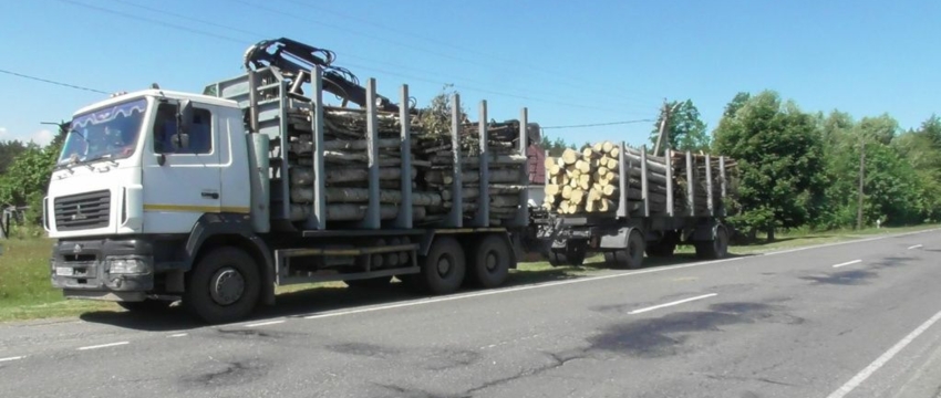 В Борисовском районе лось пресек кражу древесины на 13 тысяч рублей