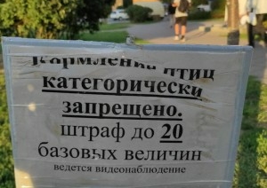 «С каких это пор в Беларуси штрафуют за кормление голубей?» Читатели показали странное объявление