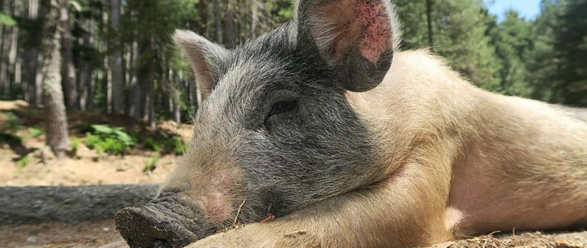 В двух деревнях под Барановичами из-за африканской чумы запретили держать свиней 