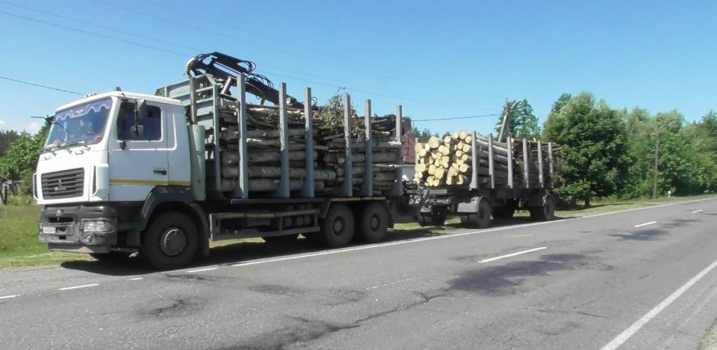 В Борисовском районе лось пресек кражу древесины на 13 тысяч рублей