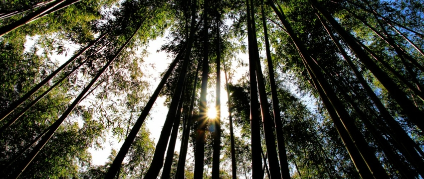 Вальщика леса насмерть придавило деревом в Барановичском районе 