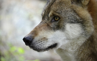 В Пинском районе волк ворвался в деревню и покусал людей