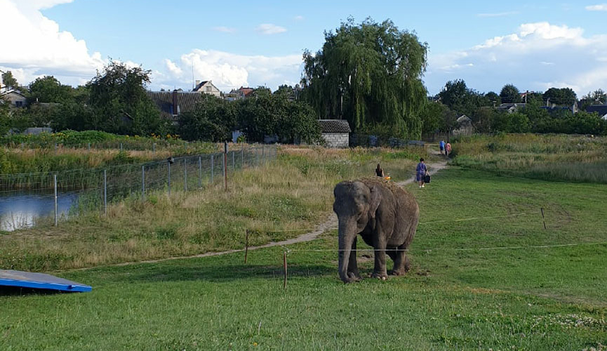 Фотофакт. В Барановичах по улице гулял... слон!