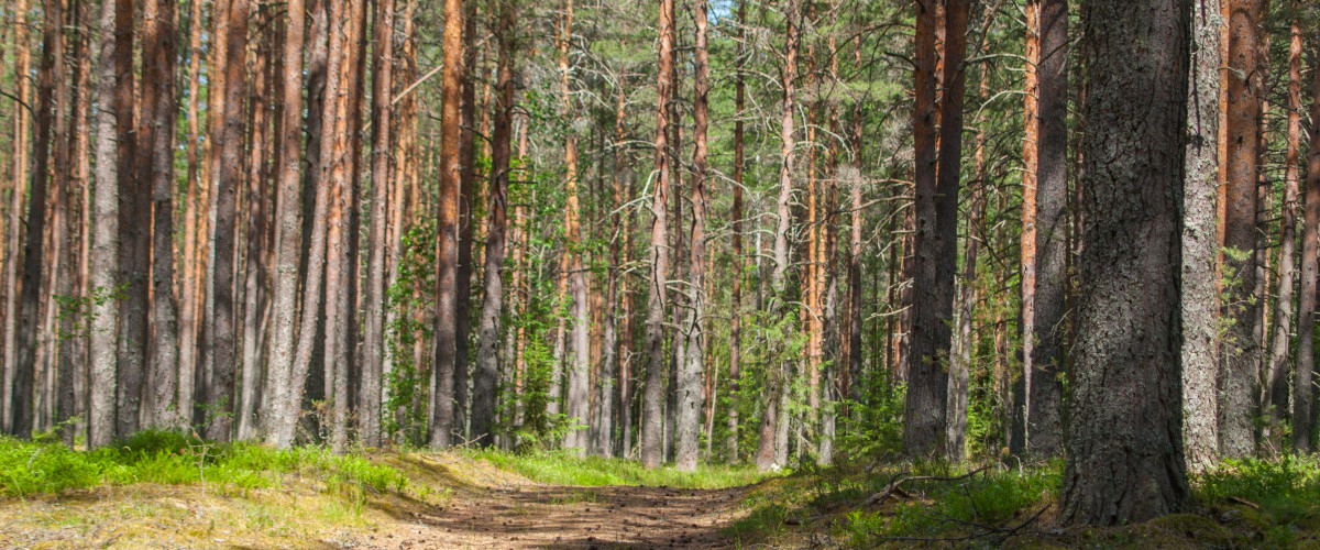 В Беларуси посещать леса можно только в одном районе