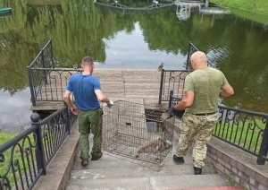 В Бресте спасли двух лебедей